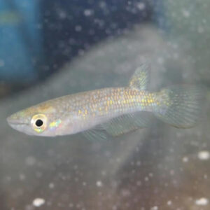 Gold Panchax 