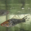 Lyretail Panda Swordtail