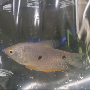 Three Spot Gourami 