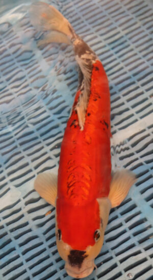 18" Hand Selected Koi Carp Goshiki (10A01)  