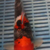 10'' Hand Selected Koi (LR20)  