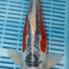 14" Hand Selected Koi Carp Shusui (14JR10)
