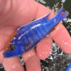 Photographed Peacock Cichlid 9/10cm (10)