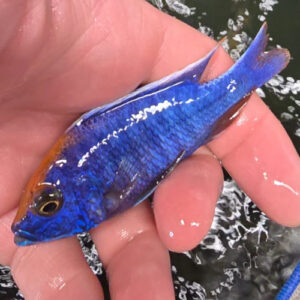 Photographed Peacock Cichlid 9/10cm (10)