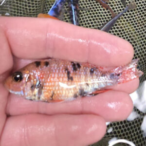 Photographed Peacock Cichlid 7-8cm (37)