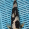 12" Hand Selected Koi Carp Gin Rin Shiro (10C20)