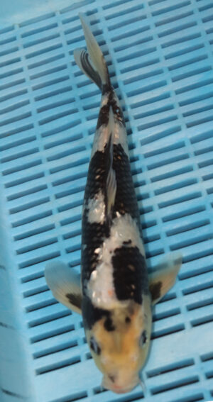 12" Hand Selected Koi Carp Gin Rin Shiro (10C20)