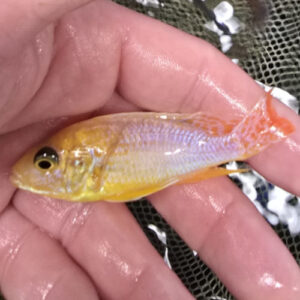 Photographed Peacock Cichlid 7-8cm (38)