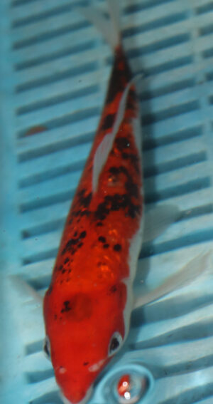 7-8'' Hand Selected Koi Carp (LR50)  