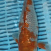 11" Hand Selected Koi Carp Ochiba (10C06)
