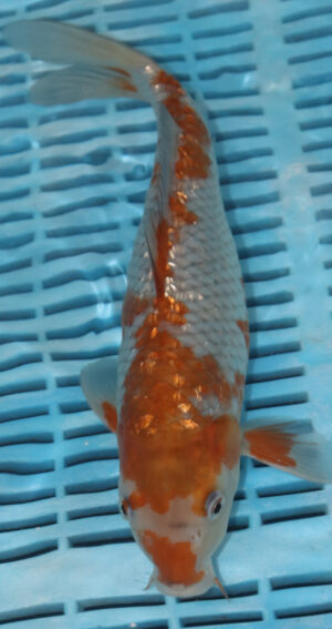 11" Hand Selected Koi Carp Ochiba (10C06)