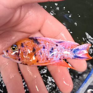 Photographed Peacock Cichlid 9/10cm (13)