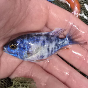 Photographed Peacock Cichlid 7-8cm (39)