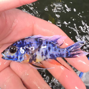 Photographed Peacock Cichlid 9/10cm (14)