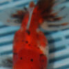 High Quality Oranda 13-15cm (BL36) 