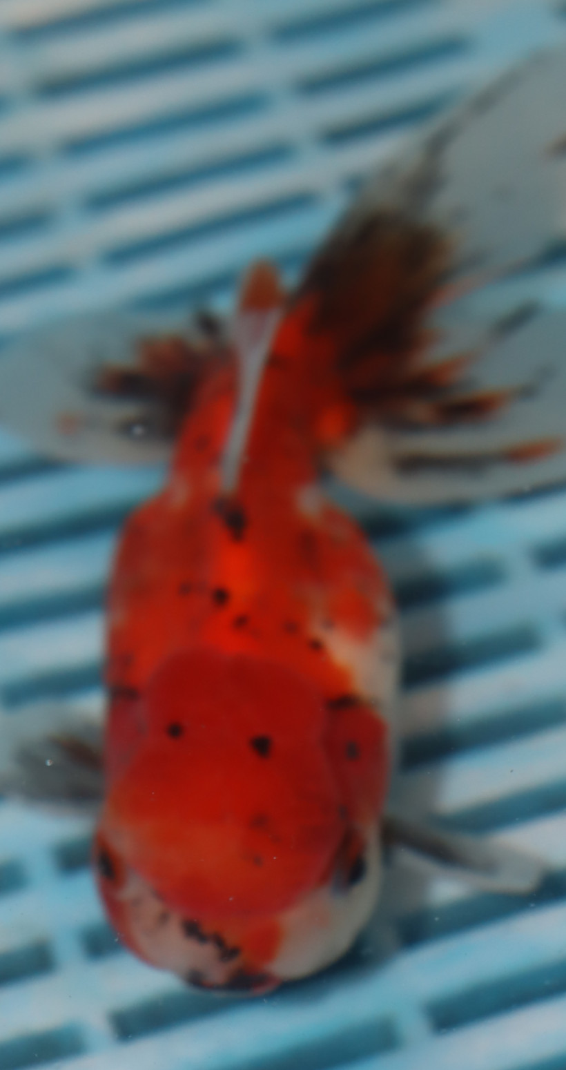 High Quality Oranda 13-15cm (BL36)