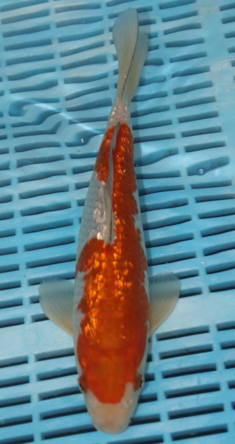 10" Hand Selected Koi Carp Ochiba (10C08)