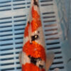 12" Hand Selected Koi Carp Gin Rin Sanke (14JR14)