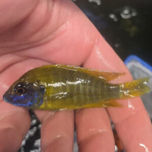 Photographed Peacock Cichlid 9/10cm (15)