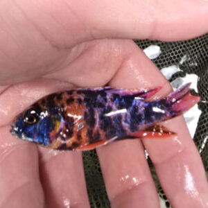 Photographed Peacock Cichlid 7-8cm (41)