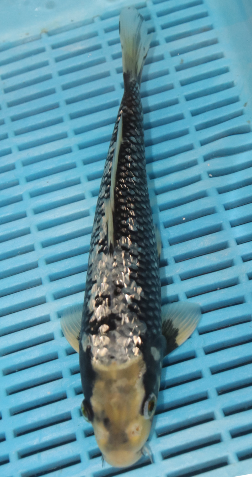 11" Hand Selected Koi Carp Gin Rin Bekko (10C09)