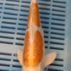 11" Hand Selected Koi Carp Doitsu Hariwake (10C24)