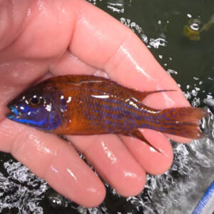Photographed Peacock Cichlid 9/10cm (16)
