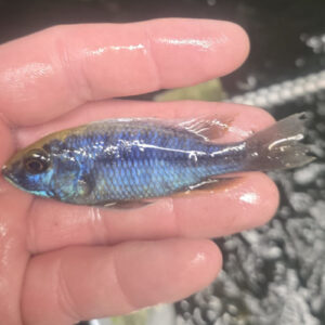 Photographed Peacock Cichlid 7-8cm (42)