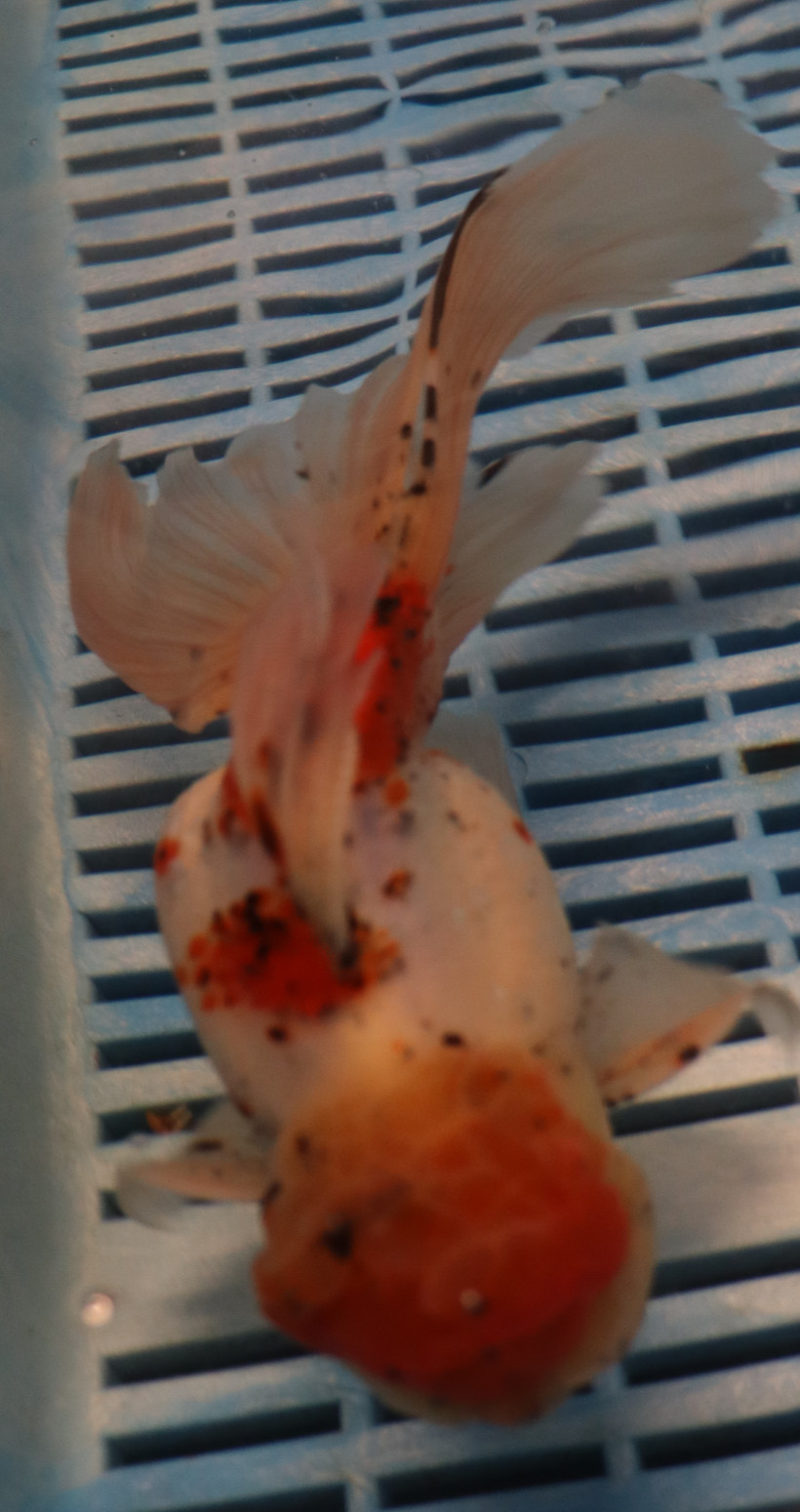 High Quality Oranda 15-17cm (BL48)