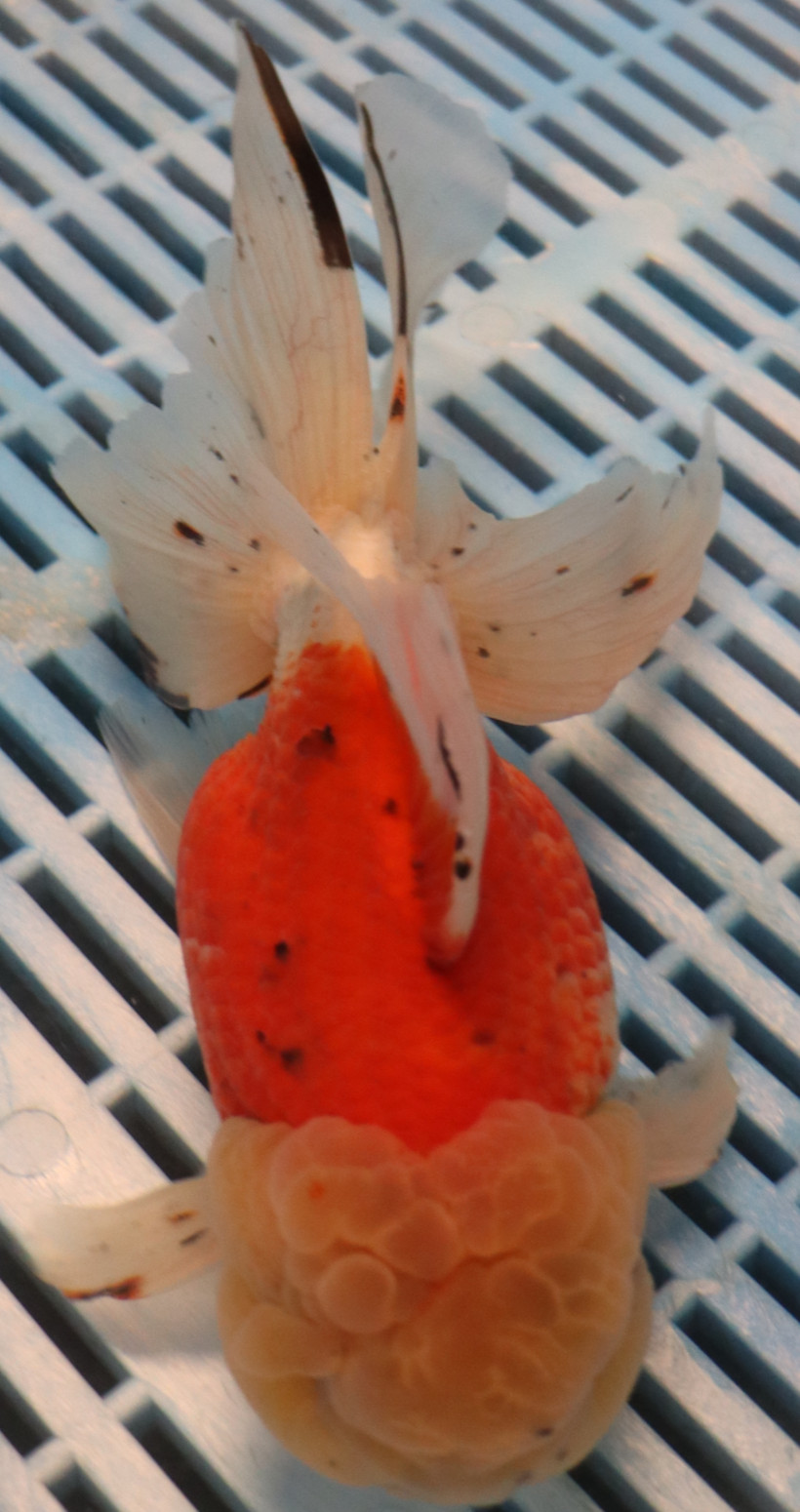 High Quality Oranda 15-17cm (BL49)