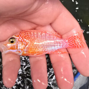 Photographed Peacock Cichlid 9/10cm (17)