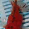 High Quality Oranda 13-15cm (BL56)  