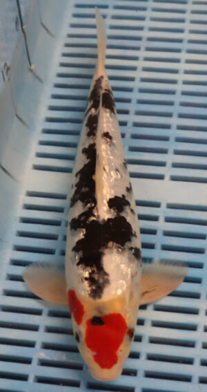 12" Hand Selected Koi Carp Gin Rin Tanchu Sanke (14JR17)