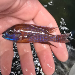 Photographed Peacock Cichlid 9/10cm (18)