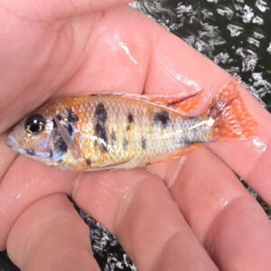 Photographed Peacock Cichlid 7-8cm (44)