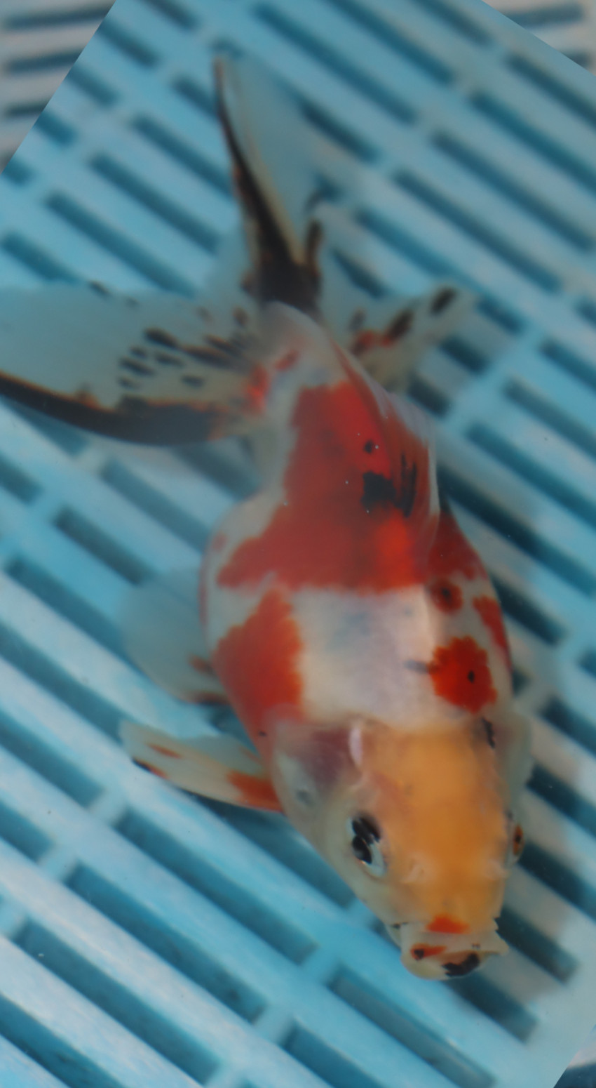 High Quality Ryukin 13-15cm (BL50)