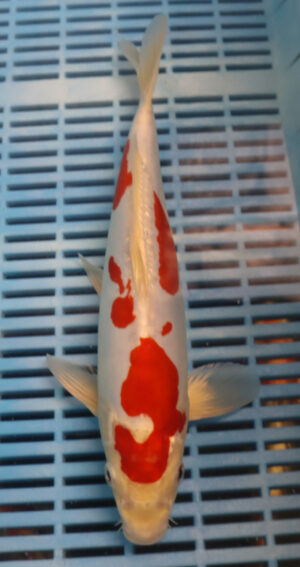 12" Hand Selected Koi Carp Kikusui (14JR18)