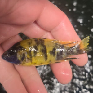 Photographed Peacock Cichlid 9/10cm (19)