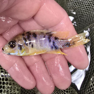 Photographed Peacock Cichlid 7-8cm (45)