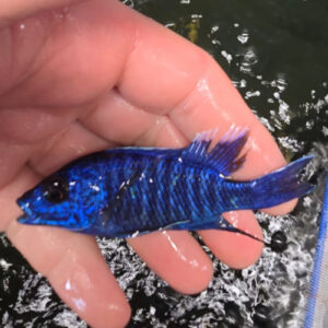 Photographed Peacock Cichlid 9/10cm (20)