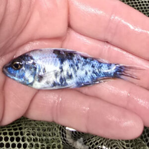 Photographed Peacock Cichlid 7-8cm (46)