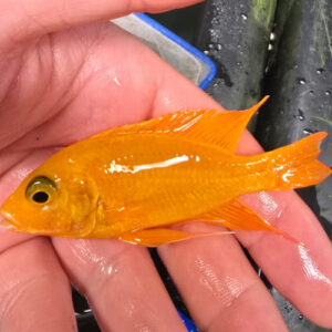 Photographed Peacock Cichlid 9/10cm (2)