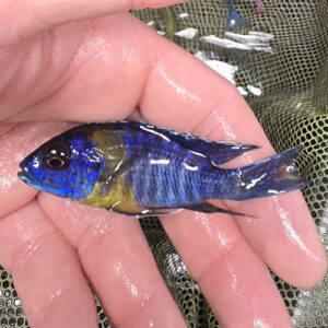 Photographed Peacock Cichlid 7-8cm (29)