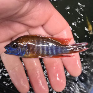 Photographed Peacock Cichlid 9/10cm (21)