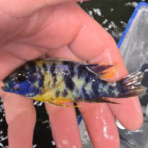 Photographed Peacock Cichlid 9/10cm (22)