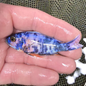 Photographed Peacock Cichlid 7-8cm (48)