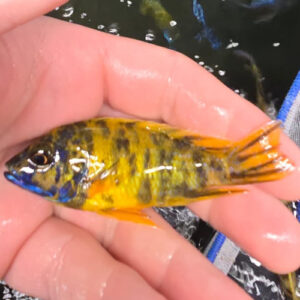 Photographed Peacock Cichlid 9/10cm (23)