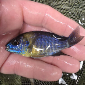 Photographed Peacock Cichlid 7-8cm (49)