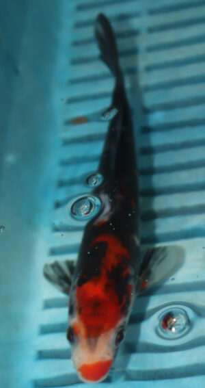 6-7'' Hand Selected Koi Carp (LR57)  