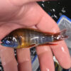 Photographed Peacock Cichlid 9/10cm (24)